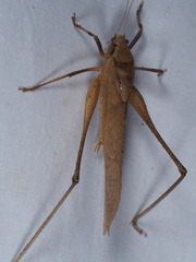 Mecopoda