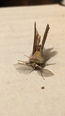 Apochima flabellaria