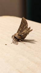 Apochima flabellaria