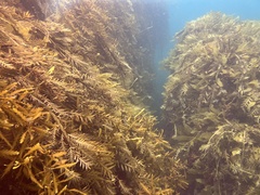 Carpophyllum maschalocarpum