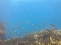 Notolabrus celidotus