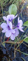 Pontederia azurea