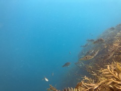 Notolabrus celidotus