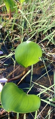 Pontederia azurea