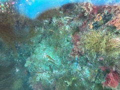 Forsterygion maryannae