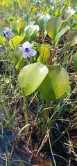 Pontederia azurea