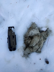 Canis lupus italicus