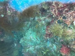 Forsterygion maryannae