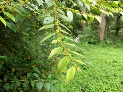 Ziziphus oenopolia