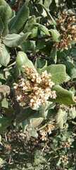 Rhus standleyi
