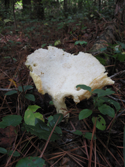 Pleurotus levis