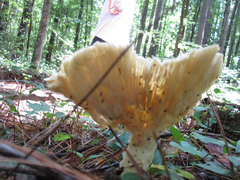 Pleurotus levis