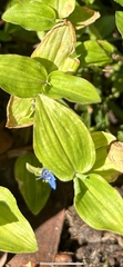 Commelina diffusa