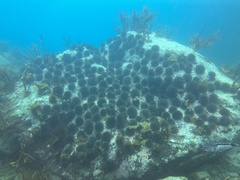 Evechinus chloroticus