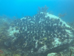 Evechinus chloroticus