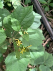 Triumfetta semitriloba