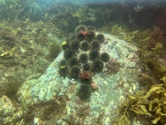 Evechinus chloroticus