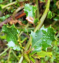 Quercus parvula