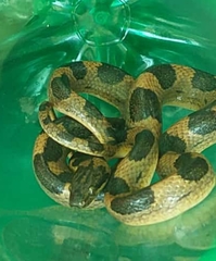 Leptodeira splendida