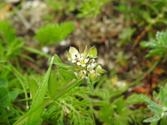 Lobularia libyca