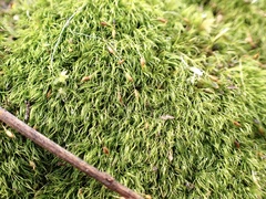 Dicranella heteromalla