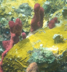 Amphimedon compressa