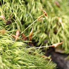 Dicranella heteromalla