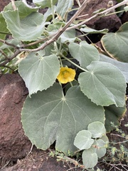 Abutilon grandifolium