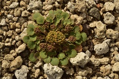 Pozoa volcanica