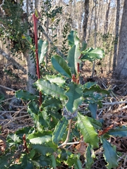 Photinia serratifolia