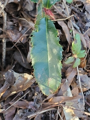 Photinia serratifolia
