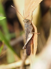 Coptacrinae