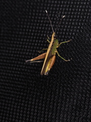 Phlaeoba antennata