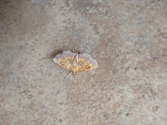 Cacographis osteolalis