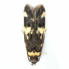 Oegoconia novimundi