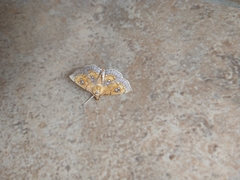 Cacographis osteolalis