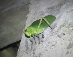 Steirodon
