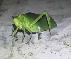 Steirodon