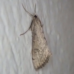 Evergestis isatidalis