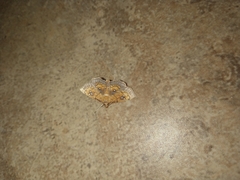 Cacographis osteolalis