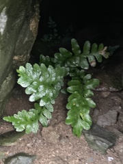 Asplenium marinum