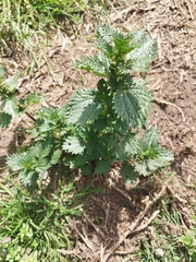 Urtica urens