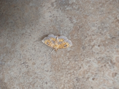 Cacographis osteolalis