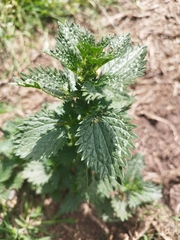 Urtica urens