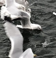 Chroicocephalus ridibundus