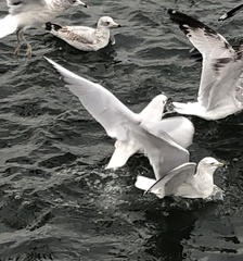 Chroicocephalus ridibundus