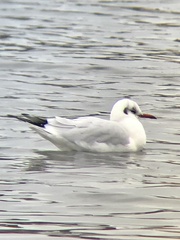 Chroicocephalus ridibundus