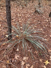 Yucca louisianensis