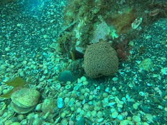 Phlyctenactis tuberculosa