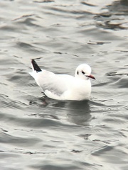 Chroicocephalus ridibundus